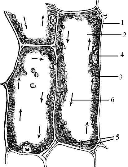 Citologija Slika 4. Rotaciono kretanje citoplazme u listu valisnerije (Vallisneria spiralis) Hloroplasti i leukoplasti Epidermis naličja liske lozice (Tradescantia zebrina (Schinz) D.R.Hunt) - privremeni preparat Napraviti privremeni mikroskopski preparat lista lozice.