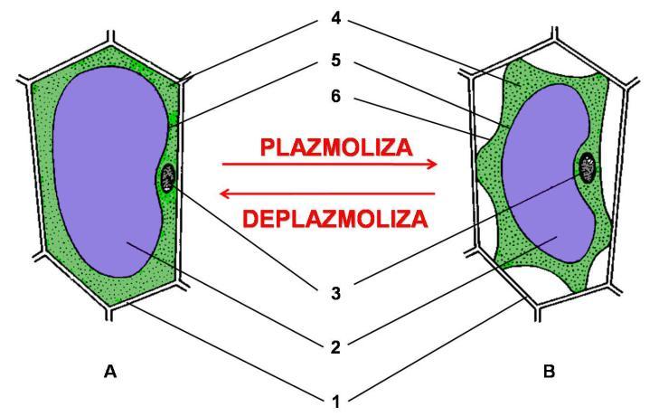 Citologija tonoplast (5).