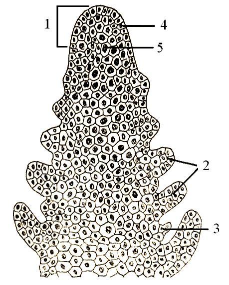 Histologija Apikalni meristemi Vegetaciona kupa izdanka Vegetaciona kupa izdanka vodene kuge (Elodea canadensis Rich.