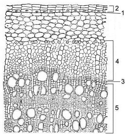 Histologija ćelija ka periferiji stabla obrazuju se elementi sekundarnog floema (sekundarna kora), a prema centru stabla, elementi sekundarnog ksilema (sekundarno drvo). Slika 13.