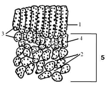 Histologija (hlorenhim), parenhim za rezervisanje (magacioniranje), parenhim za rezervisanje vazduha (aerenhim), parenhim za provođenje (provodni parenhim) i parenhim za apsorpciju (usvajanje).