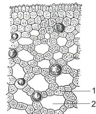 Histologija te je ovo tkivo okarakterisano kao aerenhim. Aerenhim je moćno razvijen kod biljaka koje žive u sredini sa deficitom kiseonika (vodene i močvarne biljke). Slika 16.