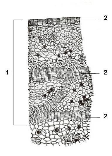 Histologija Sva tkiva periferno od novog sloja plute, usled nemogućnosti primanja vode i hranljivih materija, izumiru. Novi kambijum začinje se još dublje u stablu.