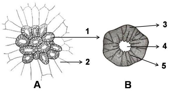 Histologija Slika 23. Brahisklereidi u plodu kruške (Pirus communis) Makrosklereidi Poprečni presek ploda pucavca (Silene vulgaris Mnch.