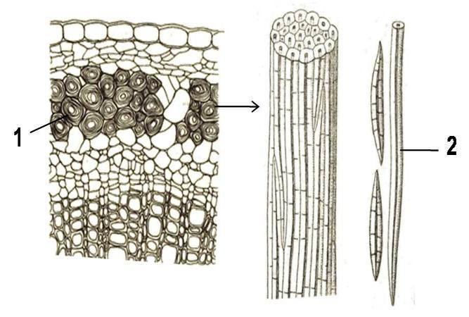 Histologija Slika 25. Likina vlakna u stablu lana (Linum usitatissimum) Provodna tkiva Provodna tkiva su trajna tkiva čija je funkcija provođenje vode, organskih i neorganskih materija kroz biljku.