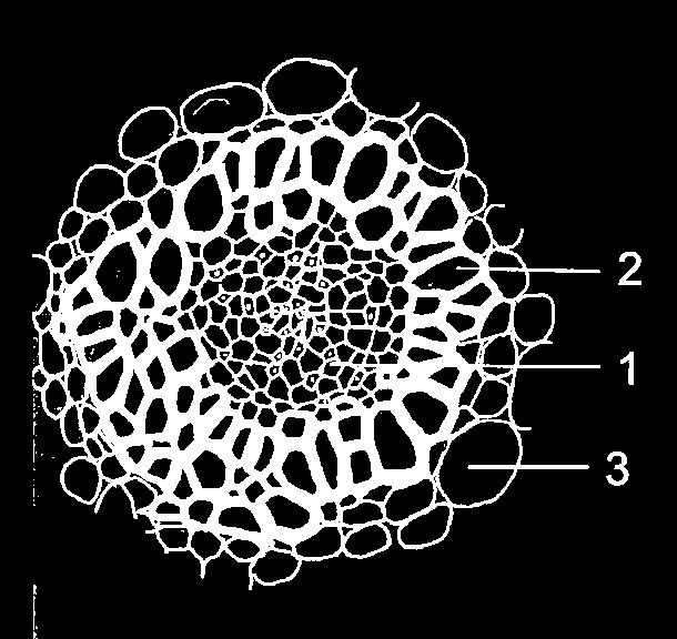 ) - trajni preparat Posmatranjem trajnog preparata poprečnog preseka rizoma đurđevka uočiti koncentričan amfikribralni (hadrocentričan) provodni snopić (Sl. 27).