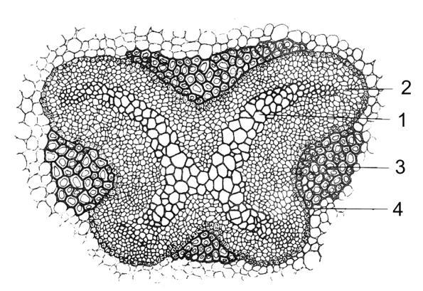 Elementi ksilema (1) (traheje, traheide i ćelije provodnog parenhima) su centralno postavljeni i raspoređeni u obliku slova X, a elementi floema (2) (sitaste cevi, ćelije pratilice i provodni
