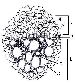 Histologija Kolateralni otvoreni provodni snopić Poprečni presek stabla vučje jabuke (Aristolochia clematitis L.