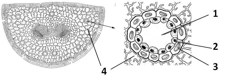 Histologija Slika 33. Žarna dlaka liske koprive (Urtica dioica) Poprečni presek liske bora (Pinus silvestris L.