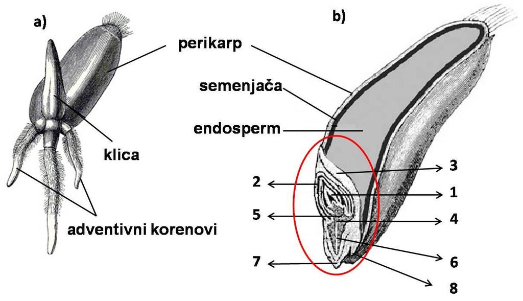 Organografija Klica monokotiledonih biljaka Klicu monokotiledonih biljaka posmatrati na proklijalom zrnu pšenice (Sl. 36a). Klica monokotila se znatno razlikuje od klice dikotila (Sl. 36b).