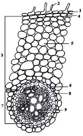 Organografija usvajanje vode i u njoj rastvorenih hranljivih materija. Ćelije ovog parenhima su zbijene, bez intercelulara, poseduju tanke ćelijske zidove radi lakšeg usvajanja.