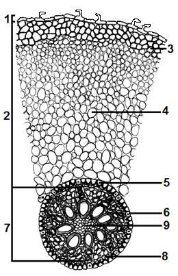 Organografija Slika 39. Anatomska građa korena perunike (Iris germanica) Građa metamorfoziranog (repastog) korena Poprečni presek metamorfoziranog korena repe (Beta vulgaris L.