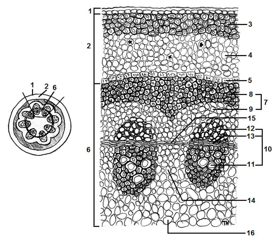 Organografija Slika 41.