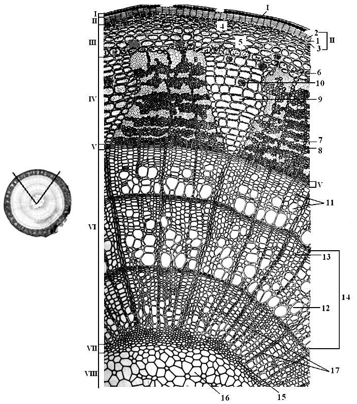 Organografija Slika 42.