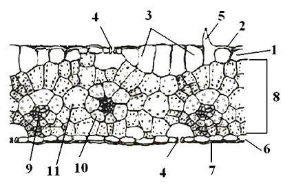 Organografija Anatomska građa liske monokotila Poprečni presek liske kukuruza (Zea mays L.