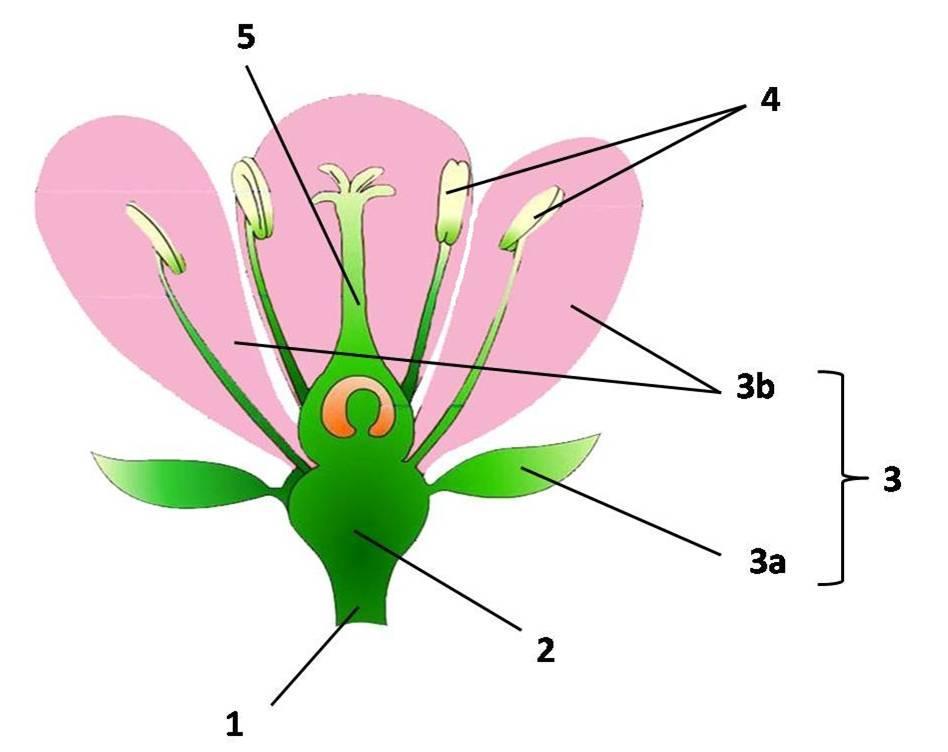 Organografija Slika 45.