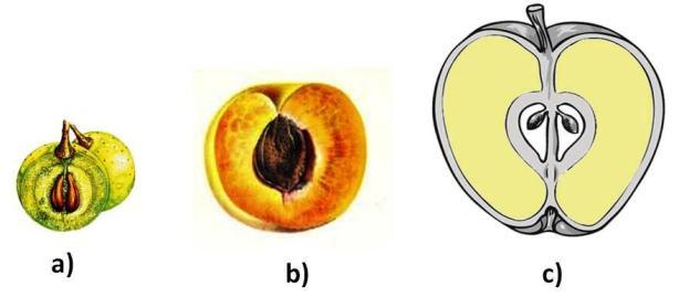 Organografija Slika 62. Monoantokarpni (prosti) plodovi posebni nepucajući sočni plodovi: a) bobica vinove loze; b) monokarpna koštunica kajsije; c) sinkarpna koštunica jabuke 2.