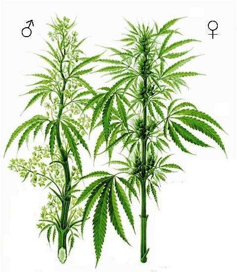 Cannabaceae P 5 A 5 P 0 G (2)