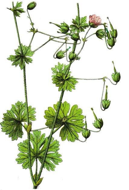 Humulus sp. - hmelj Urtica sp.