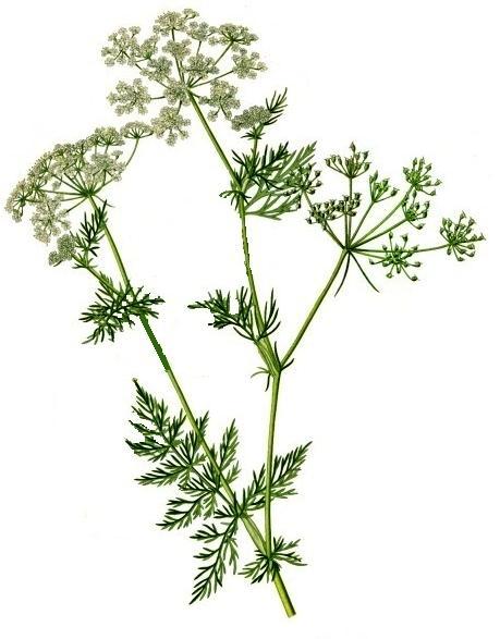 Familija Apiaceae Familija