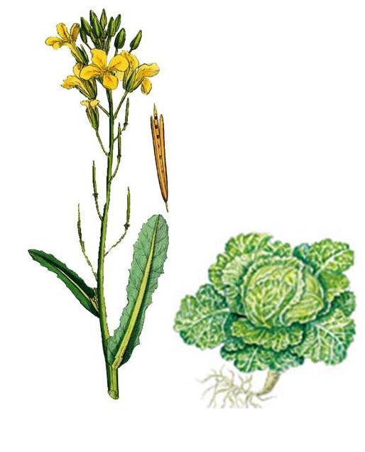 - peršun Familija Brassicaceae K