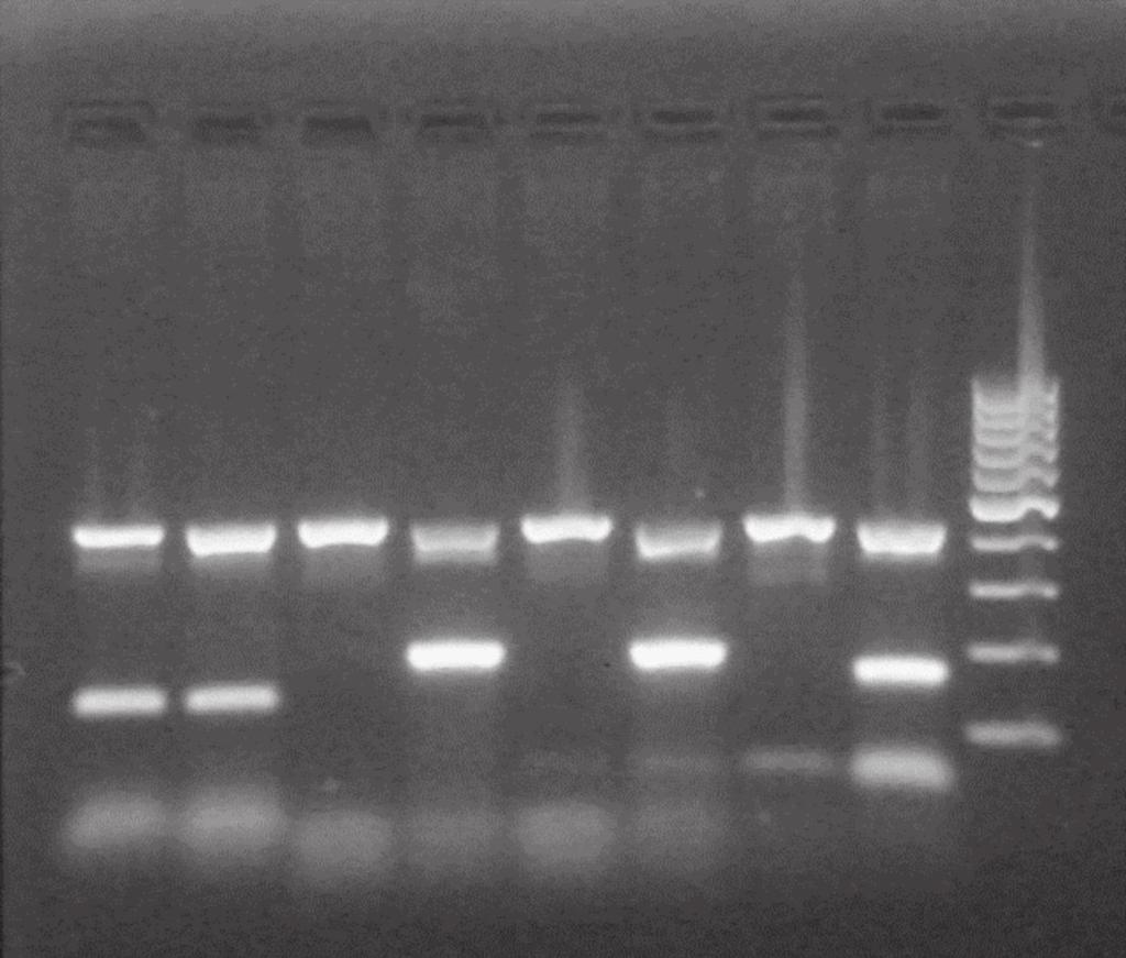 reakcije 7 i 8: A2-7 5 -CAG GCG GTC CGG AAG CG-3 ; A2-8 5 -CAG GCG GTC CGG AAC ACG- 3 ; A2-r/2 5 -GTG TGT GTG ATT TGA GGT GGG GAC-3 i program temperatura za umnožavanje.