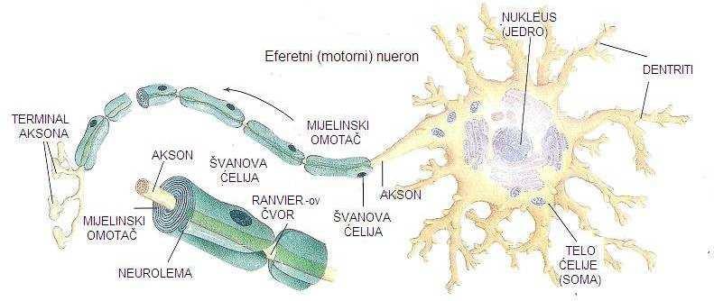 2 Kortikalna aktivnost 2.1 Generisanje kortikalne aktivnosti 2.1.1 Sinaptička veza Poznato je da se moždane ćelije dele na neurone i glija ćelije [1].