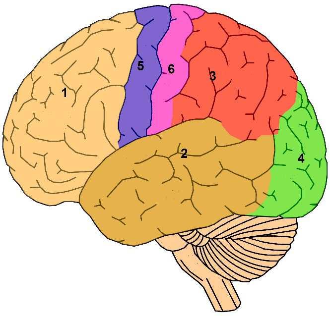 Slika 2.5 Podela korteksa na zone. 1 - Frontalna zona, 2 - Temporalna zona, 3 - Parijetalna zona, 4 - Okcipitalna zona, 5 - Primarni motorni korteks, 6 - Primarni somatosenzorni korteks.