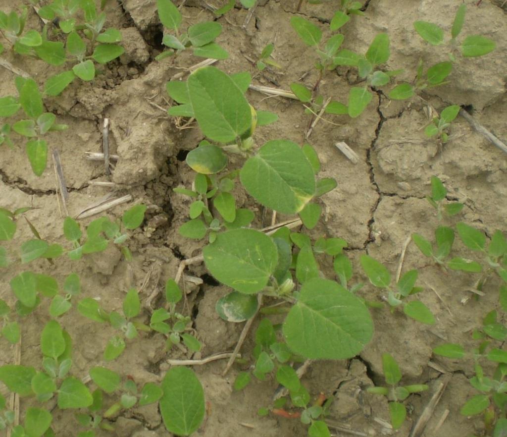 vegetacije soje (Foto: Dimić)