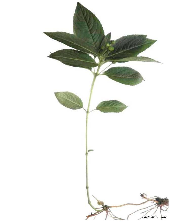 3.1. Objekat istraživanja Mercurialis perennis L. (šumski prosinac) (Euphorbiaceae) je dvodoma, klonalna višegodišnja zeljasta biljka (Slika 1) sa Evroazijskim arealom rasprostranjenja.