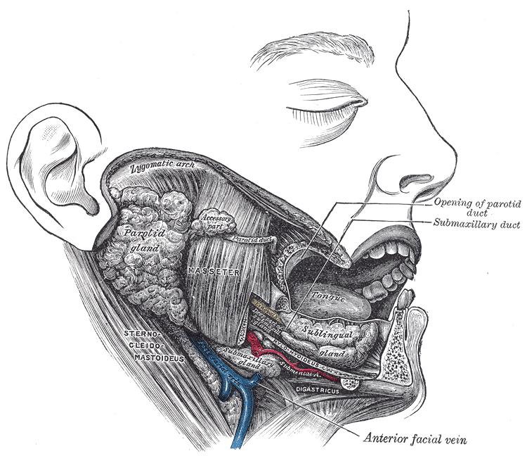 Slika 1. Anatomija žlijezda slinovnica.[8] (Preuzeto: https://fpnotebook.com/mobile/ent/anatomy/prtdglnd.