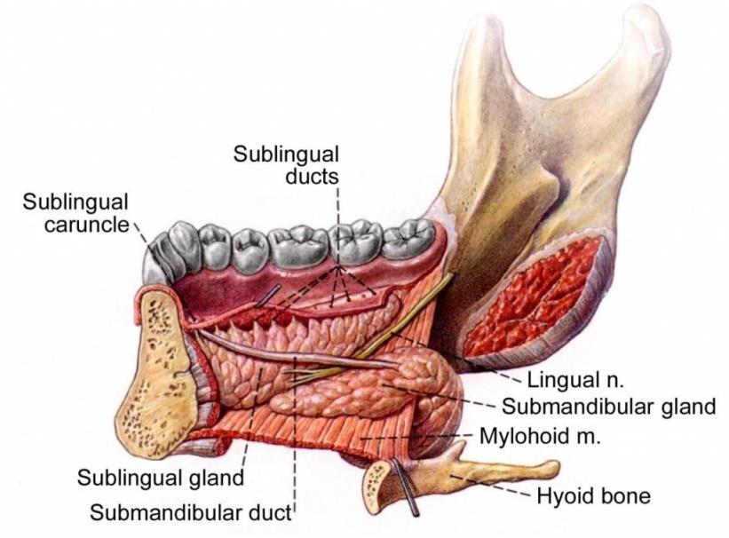 se drenira u submentalne i submandibularne limfne čvorove, a zatim u gornje i donje duboke cervikalne čvorove.[1, 6, 7] Slika 2. Anatomija submadibularne i sublingvalne žlijezde slinovnice.