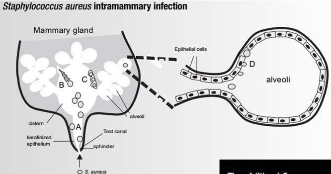 INTRAMAMARNE INFEKCIJE Staphylococcus aureus ADHEZINI:fibronektin, fibrinogen, kolagen, elastin + 4 ekstracelularna proteina sa fibrinogen-binding kapacitetom internalizacija stafilokoka, a