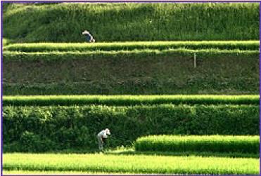 Korijeni Toyotine kulture Uzgajivači riže zajednički identitet.