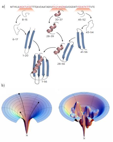Slika 11. a) Prikaz hijerarhijskog modela smatanja proteina: lokalno nastajanje sekundarnih struktura uvjetovano je nekovalentnim interakcijama.