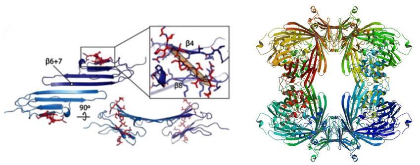Domena ACD ima ulogu u formiranju dimera proteina shsp koju omogućuje antiparalelno spajanje β6 i β7 lanaca svakog monomera čime nastaje struktura β-sendviča.