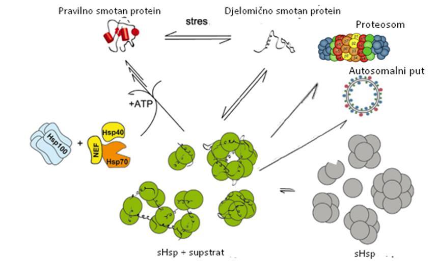 smataju uz djelovanje foldaza, npr šaperona Hsp70 ili se degradiraju proteosomalnim. odnosno autosomalnim putem. 53 Slika 14. Shema djelovanja šaperona shsp.
