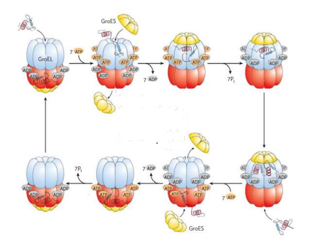 molekule ATP-a i šaperonina Hsp10 za šaperonin Hsp60, a eksperimentalno je utvrđena njegova aktivnost u oba oblika. 52,82 Slika 20. Mehanizam djelovanja sustava GroES/GroEL.
