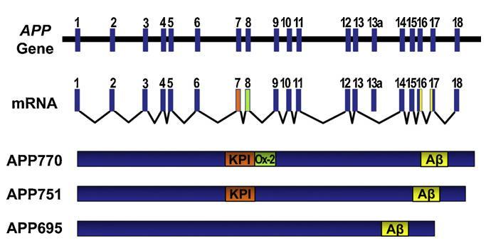 2.1. APP svojstva i procesiranje APP je naziv za heterogenu grupu proteina molekulskih masa između 110 i 140 kda koji su prisutni u mnogim tjelesnim stanicama, posebice u neuronima.