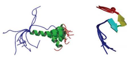regijom koja ima konformaciju β-okreta, dok je peptid između 1. i 14. ostatka, koji su većinom polarni, nestrukturiran.
