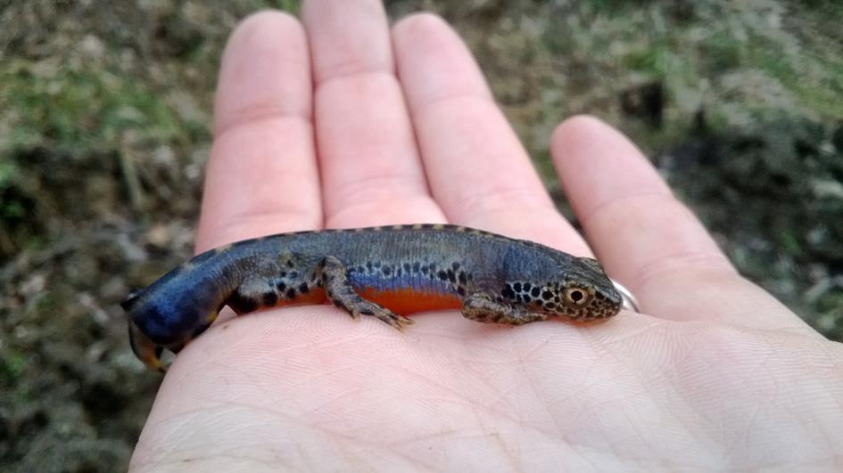 života u šumskim ekološkim sustavima, dok trbušna strana tijela ostaje narančasta, no postaje manje