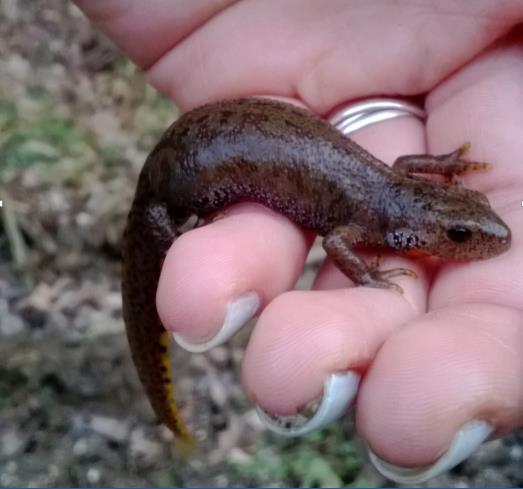 Slika 2: Mužjak planinskog vodenjaka Lissotriton alpestris (Laurenti, 1768) ulovljen na lokalitetu