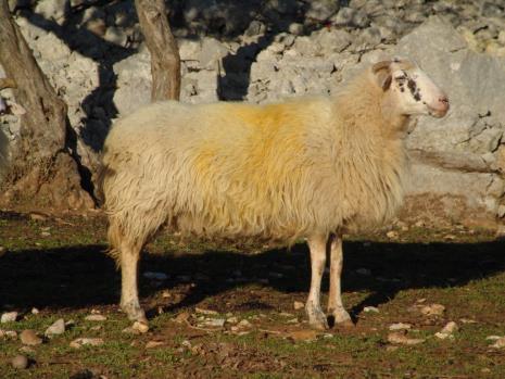 3. KRČKA OVCA Krčka ovca je autohtona i tipična sredozemna pasmina nastala na otoku Krku.