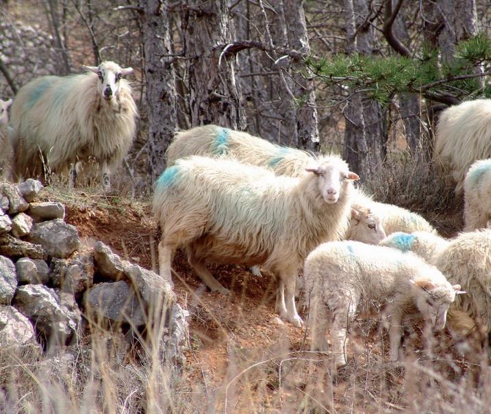 podrijetla i oznakama tradicionalnog ugleda poljoprivrednih i prehrambenih proizvoda, Zakon o zaštiti prirode, Zakon o šumama, Strategija i akcijski plan zaštite biološke i krajobrazne raznolikosti