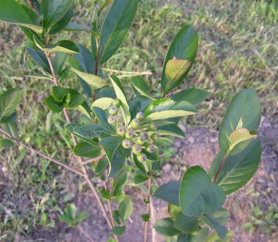 ) je listopadni grm iz porodice ruža (Rosaceae) koji odlikuje bujan rast.