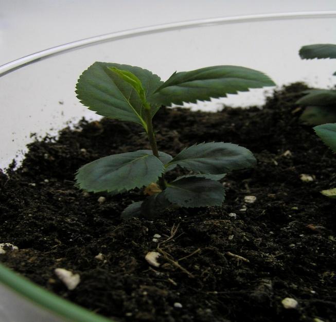 posaďene i u mješavinu usitnjenog vulkanskog kamena (pumice), treseta i tenisita (ciglena prašina za teniska igrališta), u omjeru 3:3:1 (Slika 17).