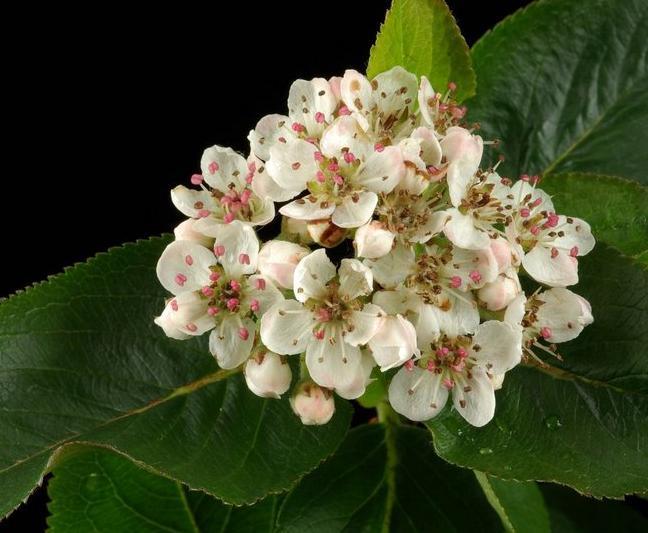 I. UVOD 1.1. Aronia melanocarpa Michx. porijeklo i rasprostranjenost Nije poznato kada se uistinu počelo s uzgojem ove nadasve zanimljive i ljekovite biljne vrste.