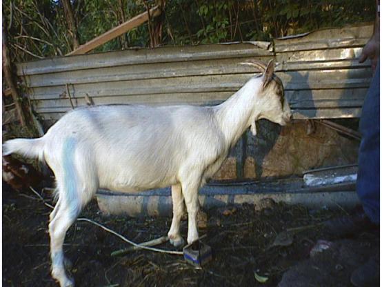 karakteristika je da može biti sa ili bez rogova. Kostrijet joj je obično bijele boje (sl. 3). Visina do grebena kod koza iznosi 65-70, a jaraca 75-80 cm.