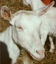 6. papci moraju biti njegovani-obrezani, jer ako to nisu može doći do njegove upale, a koza koja šepa neće napredovati pri daljnjem uzgoju.