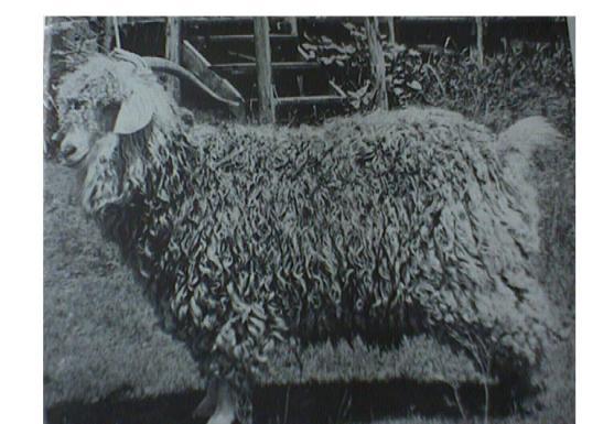 KOSTRIJET Kostrijet koza kao i koža, ima svoju upotrebnu vrijednost u domaćinstvu (izrada vreća, torbi, konopa i pokrivača za konje), i u industriji (tepisi, kistovi, četke).